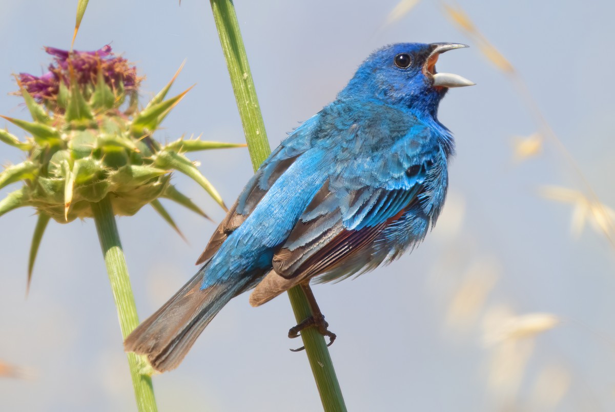 Indigo Bunting - ML620731280