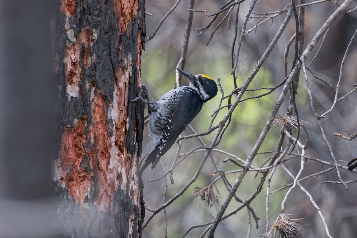 Black-backed Woodpecker - ML620731281