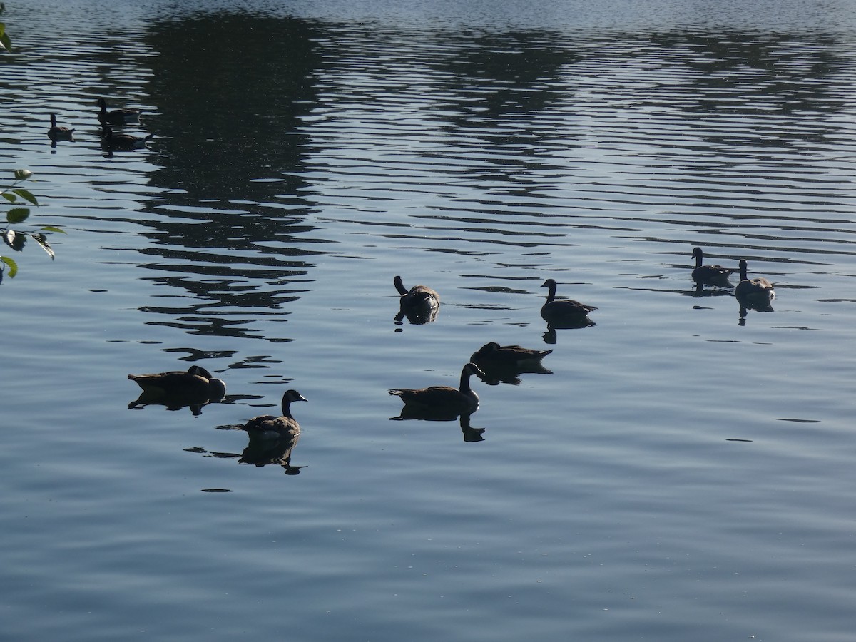 Canada Goose - ML620731282