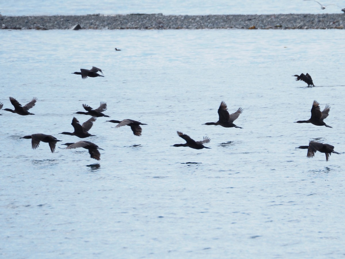 Brandt's Cormorant - Wendy Feltham