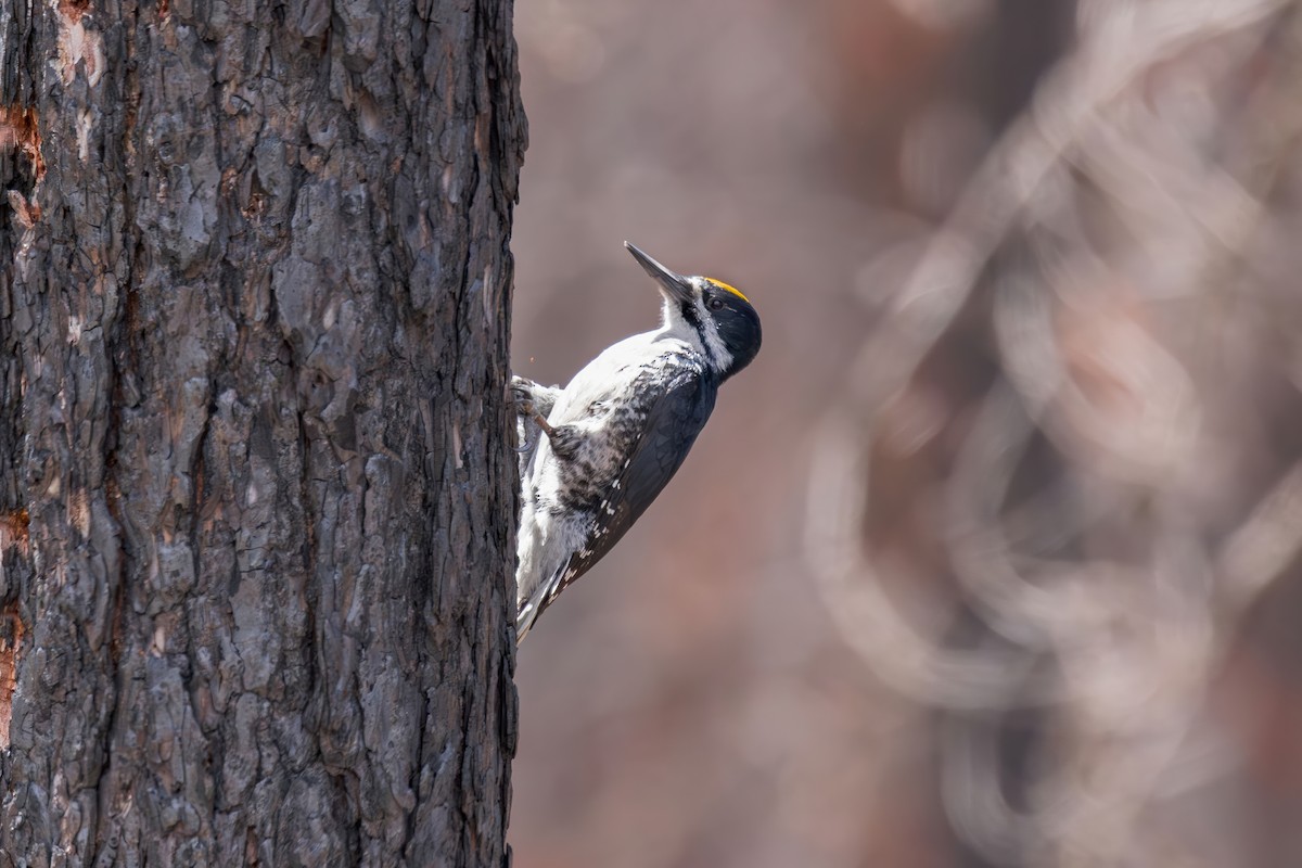 Black-backed Woodpecker - ML620731286