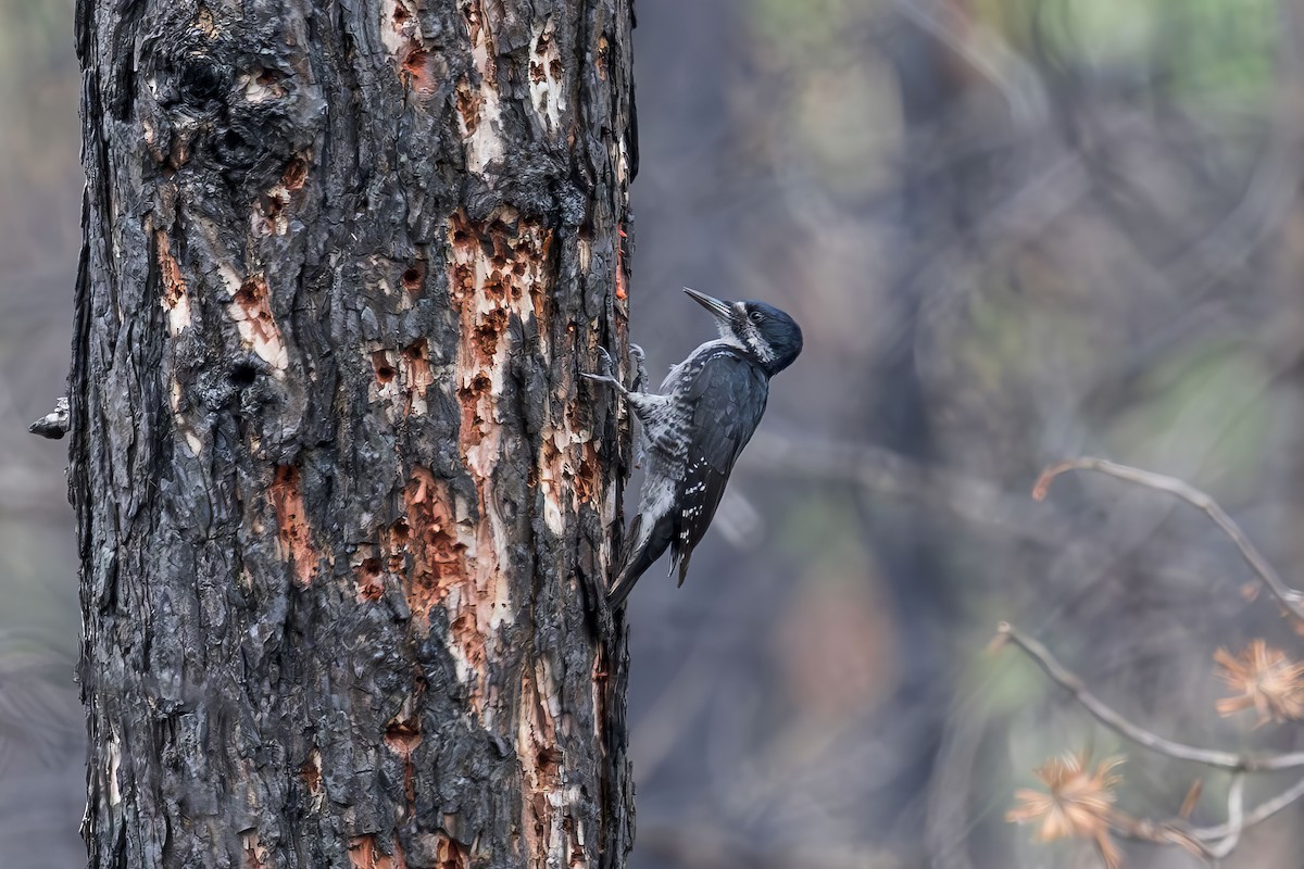 Black-backed Woodpecker - ML620731287