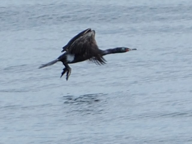 Pelagic Cormorant - ML620731291