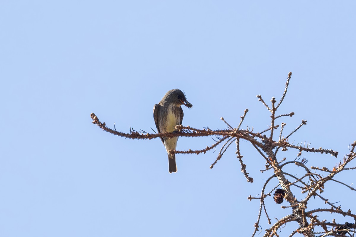 Olive-sided Flycatcher - ML620731292