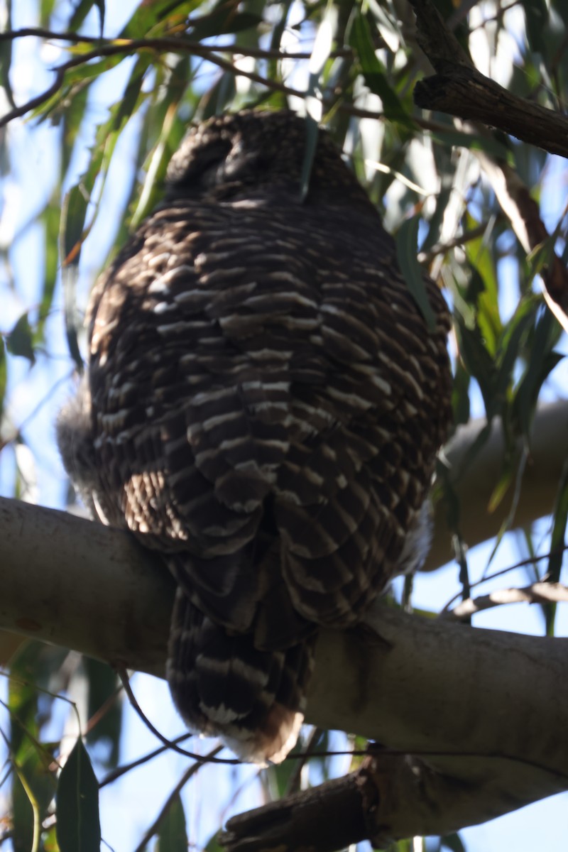 Powerful Owl - ML620731295