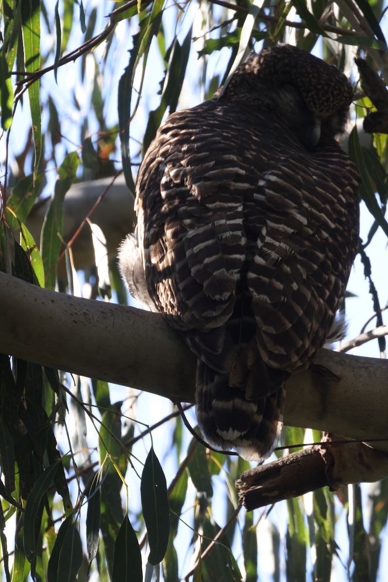 Powerful Owl - ML620731296