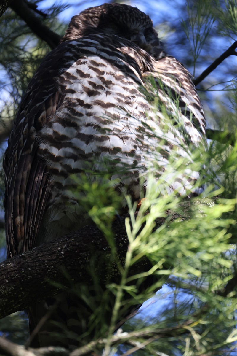 Powerful Owl - ML620731299