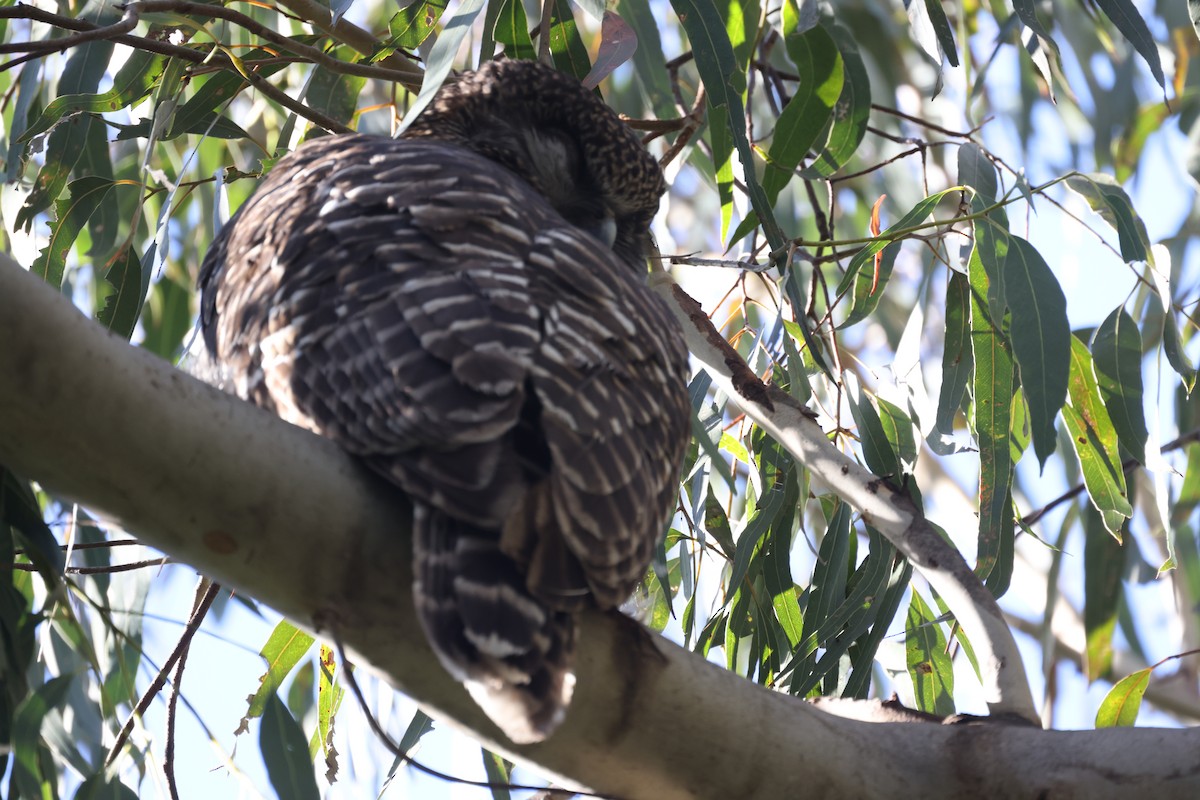 Powerful Owl - ML620731300