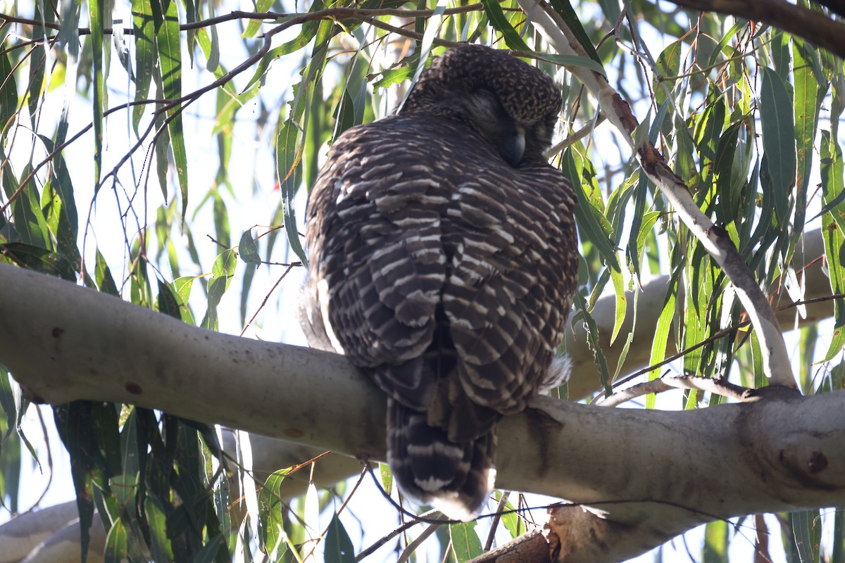 Powerful Owl - ML620731301