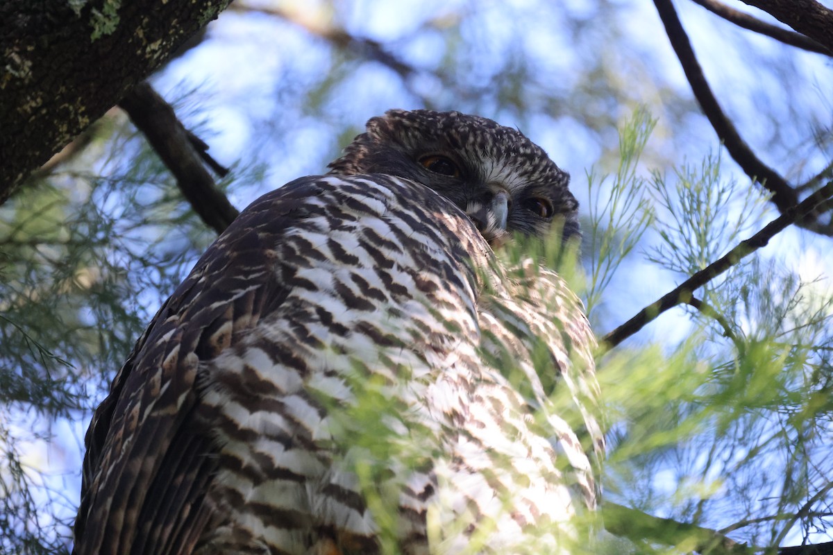 Powerful Owl - ML620731302