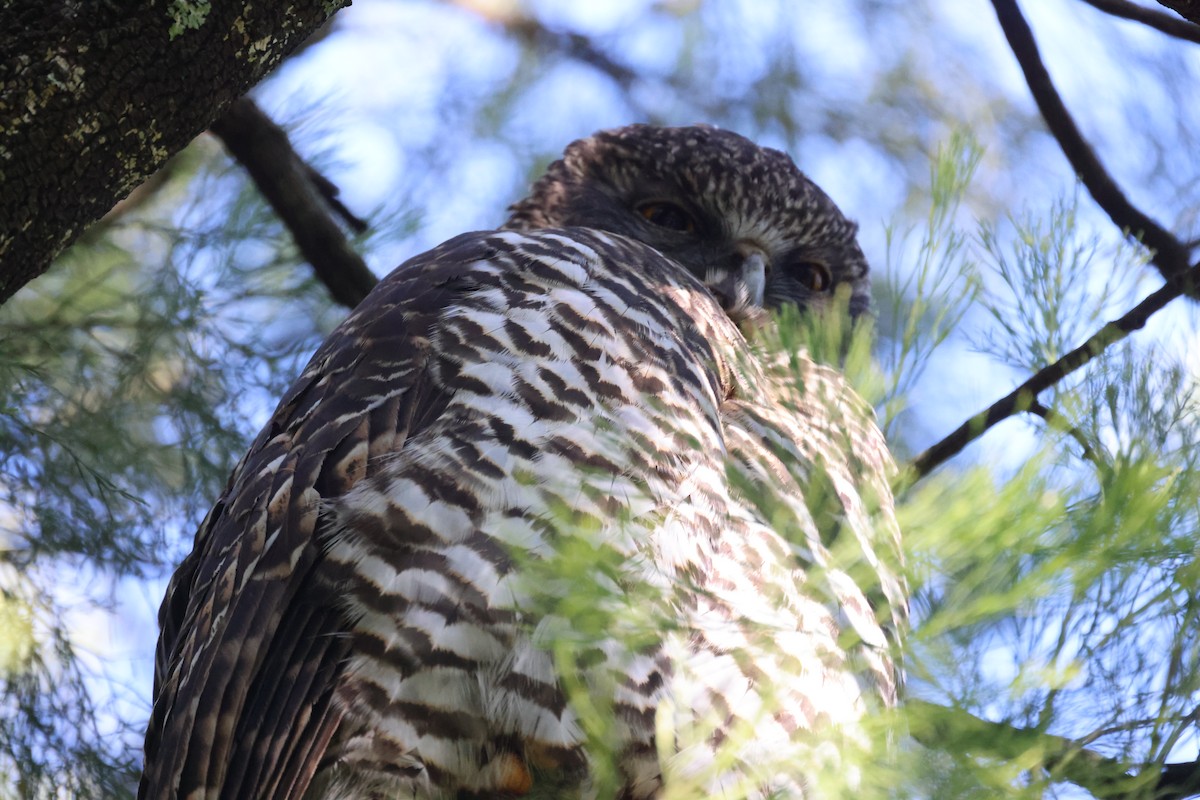 Powerful Owl - ML620731303