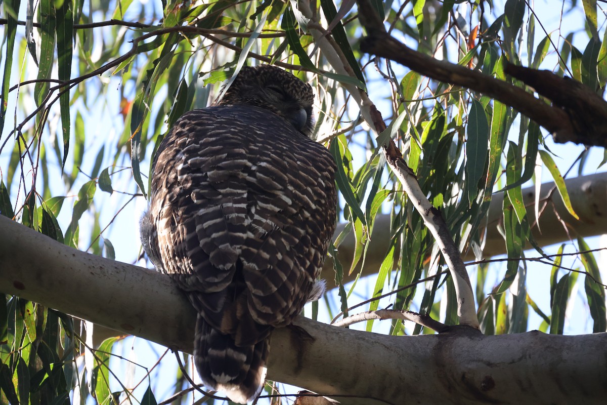 Powerful Owl - ML620731304