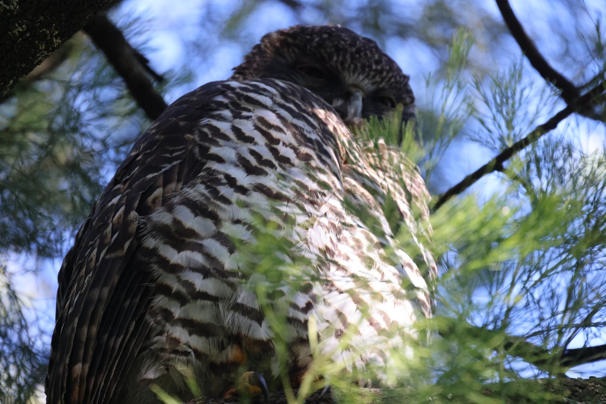 Powerful Owl - ML620731305