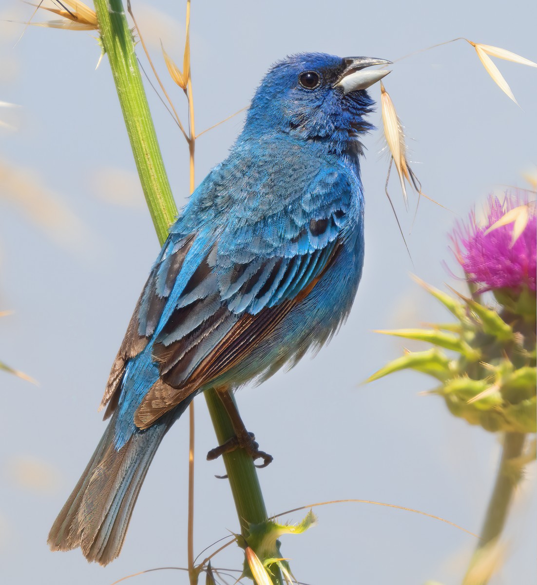 Indigo Bunting - ML620731319