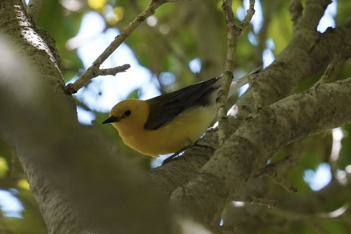 Prothonotary Warbler - ML620731321