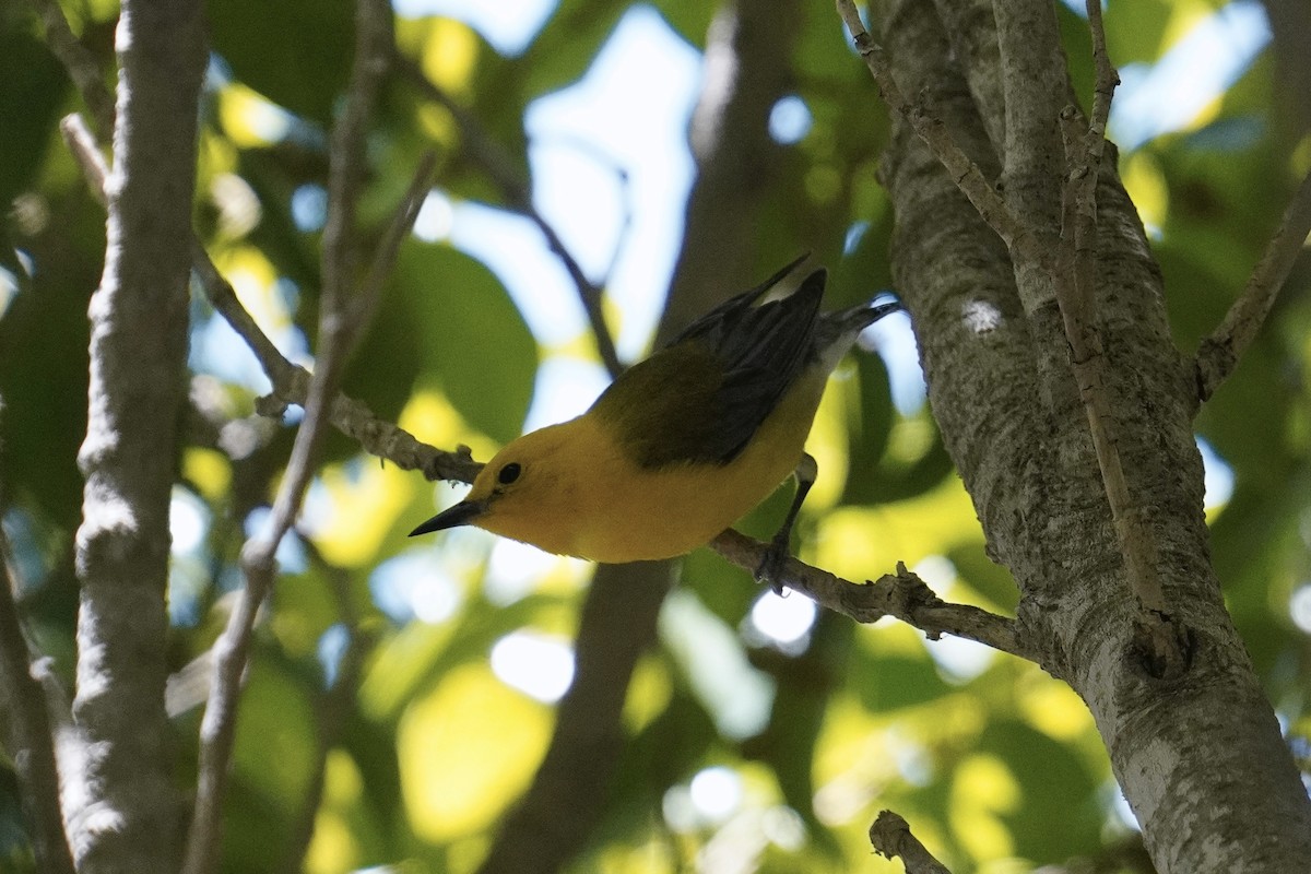 Prothonotary Warbler - ML620731325
