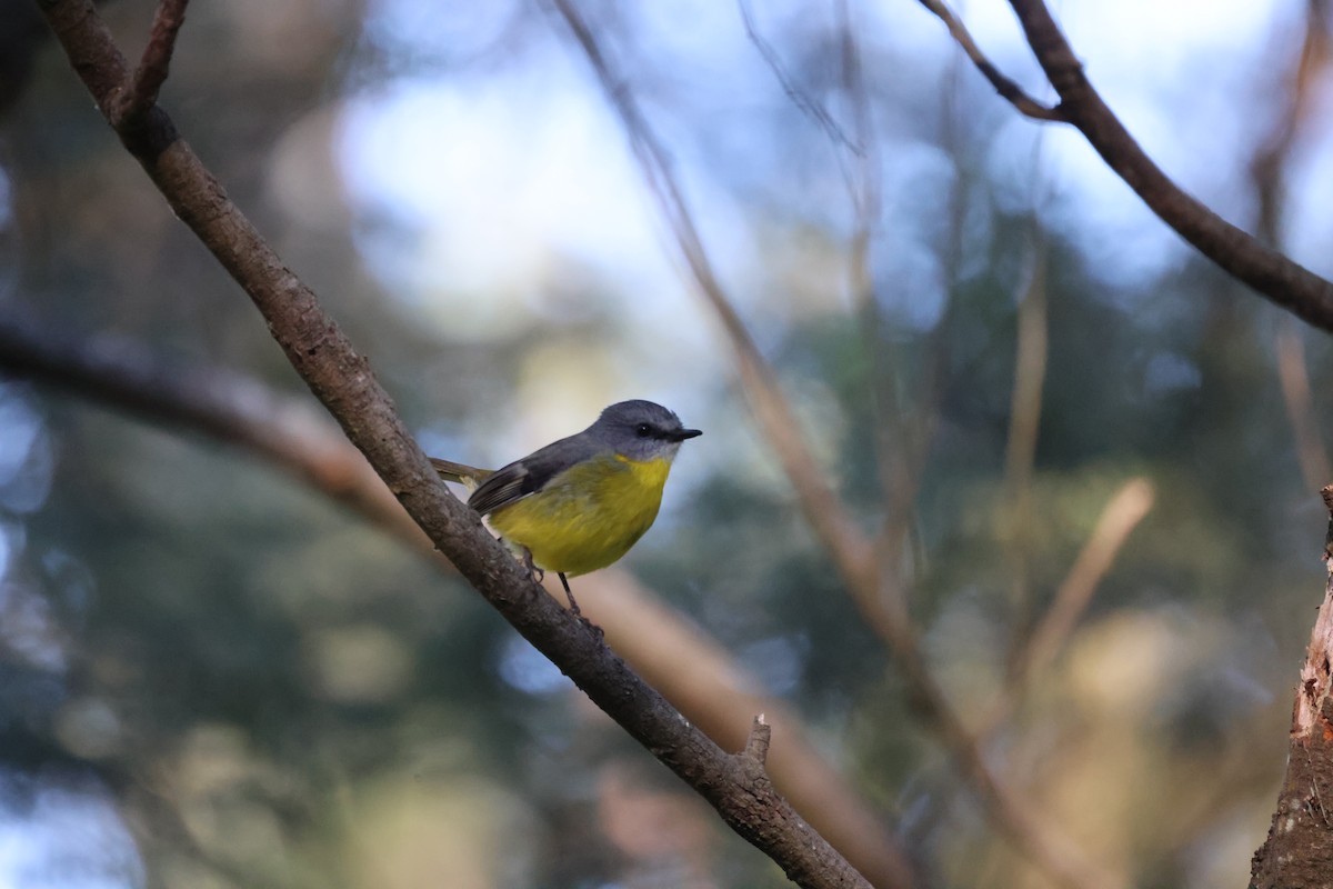 Eastern Yellow Robin - ML620731332