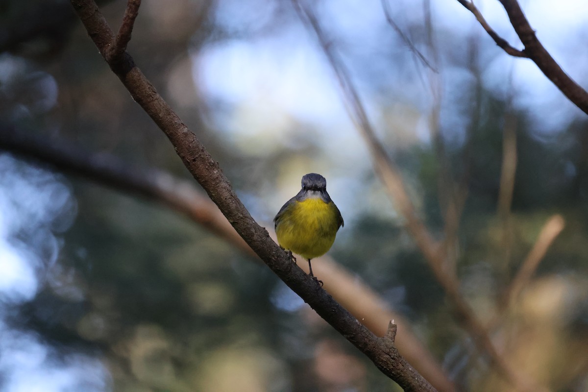 Eastern Yellow Robin - ML620731333