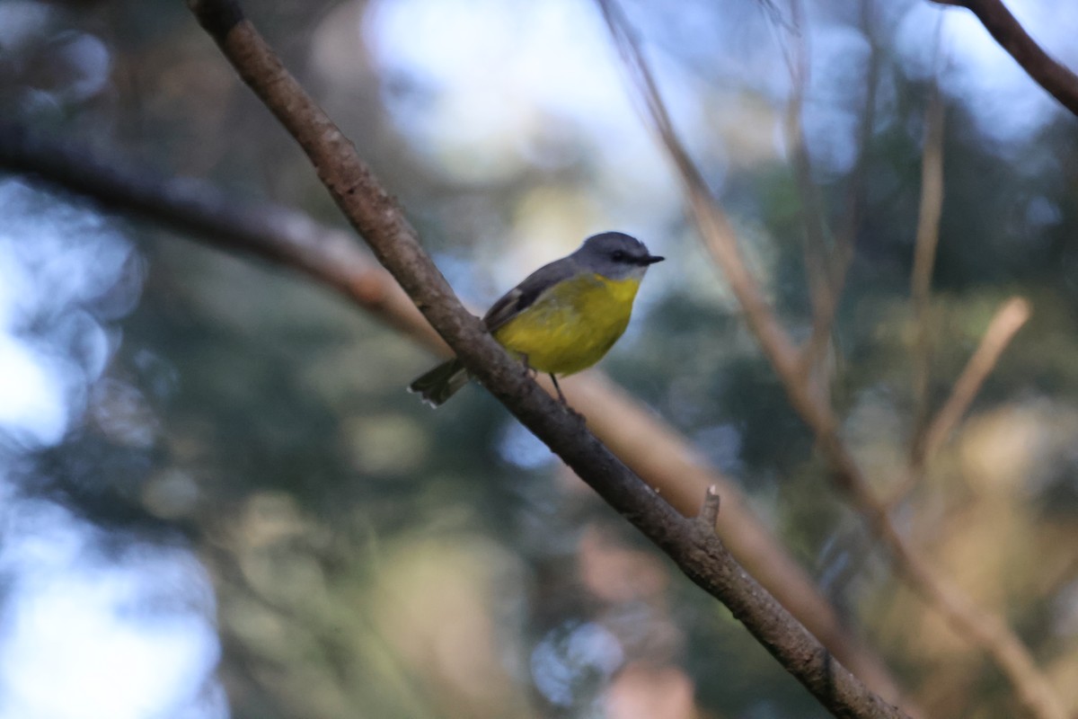 Eastern Yellow Robin - ML620731334