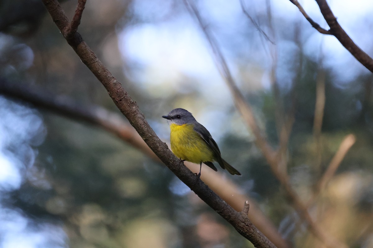 Eastern Yellow Robin - ML620731335