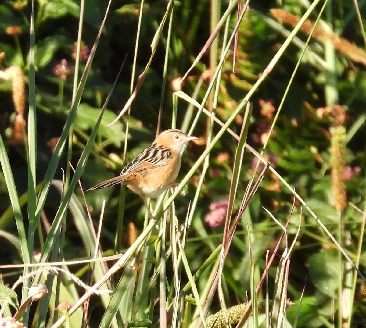 Golden-headed Cisticola - ML620731353