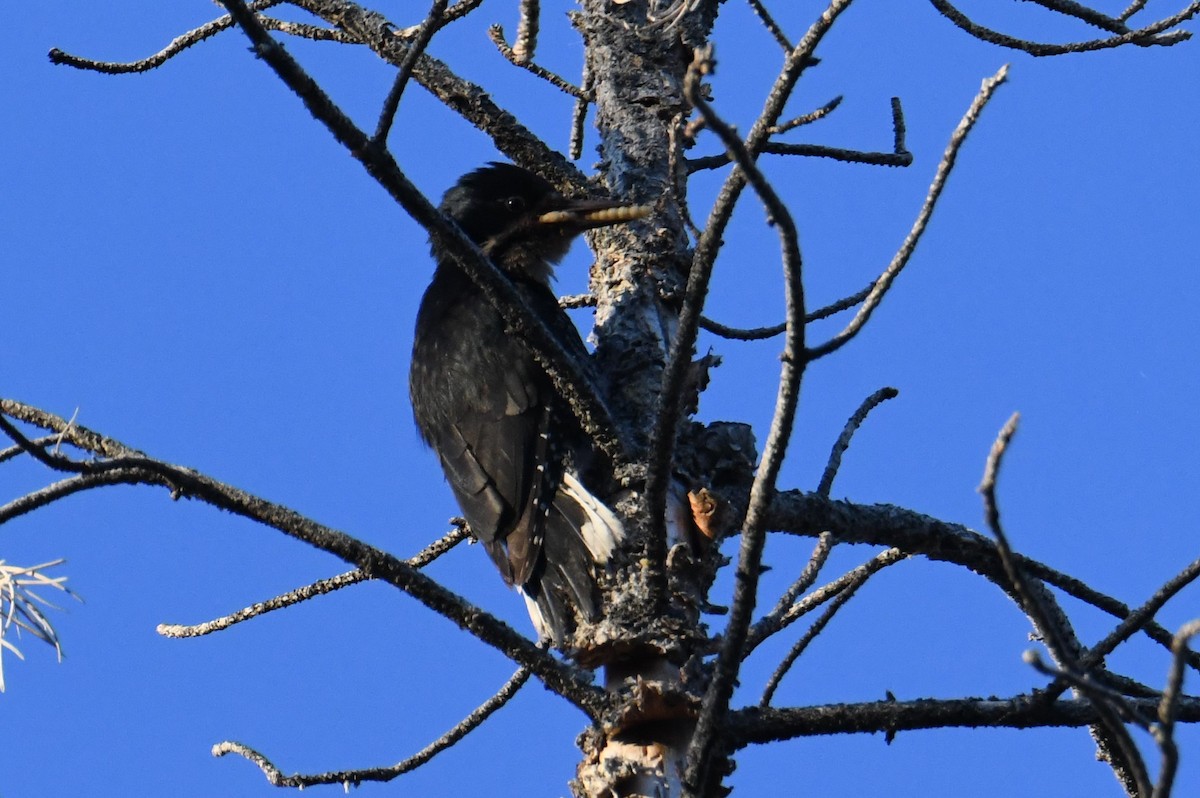 Black-backed Woodpecker - ML620731354