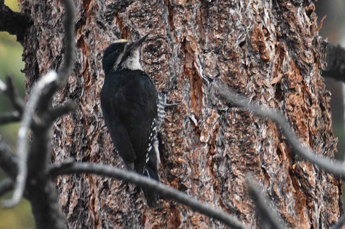 Black-backed Woodpecker - ML620731357