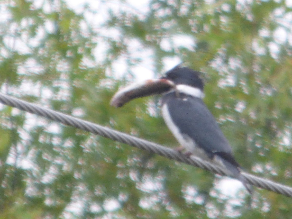 Belted Kingfisher - ML620731359