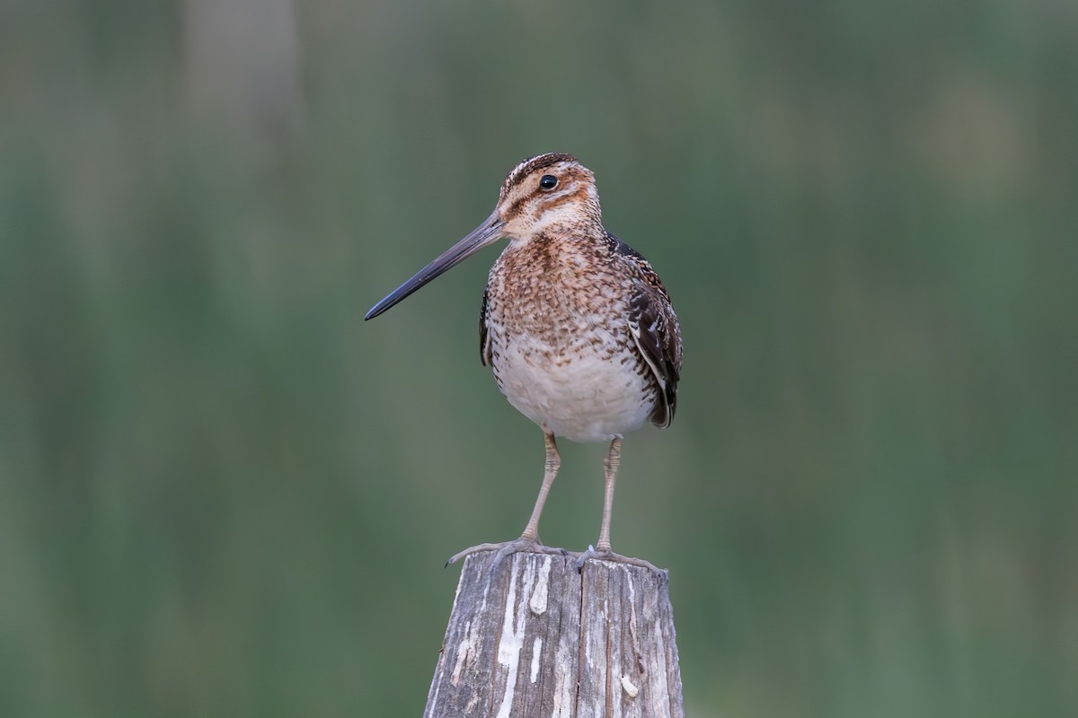 Wilson's Snipe - ML620731362