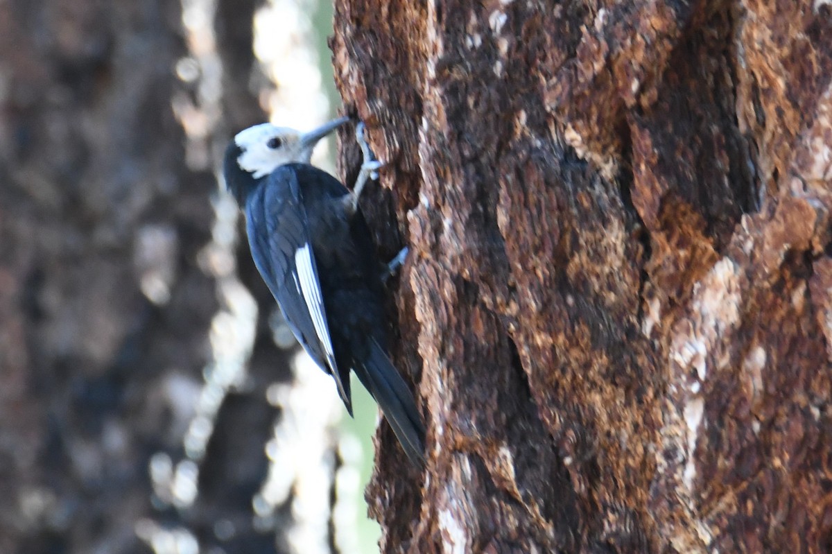 White-headed Woodpecker - ML620731364