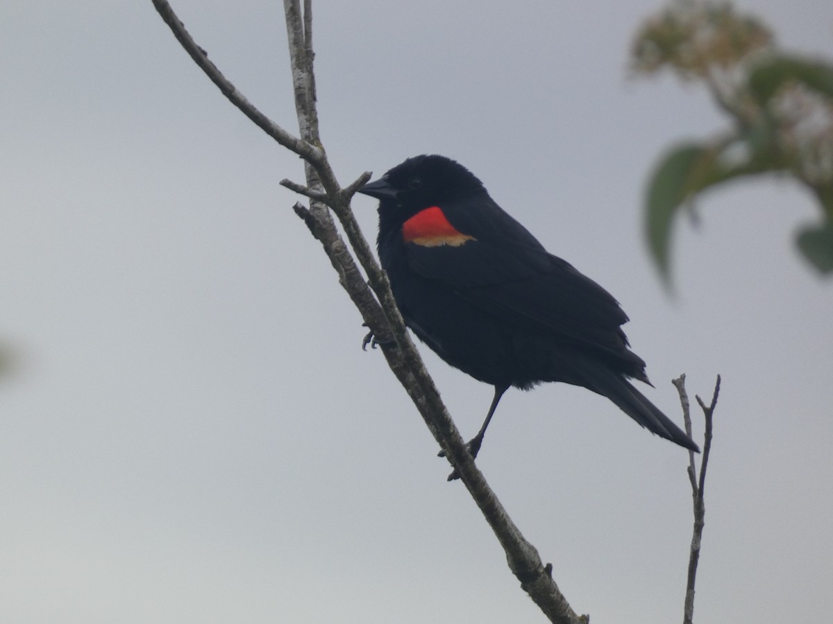 Red-winged Blackbird - ML620731365