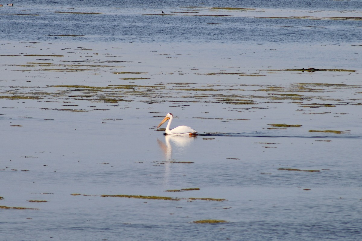 American White Pelican - ML620731366