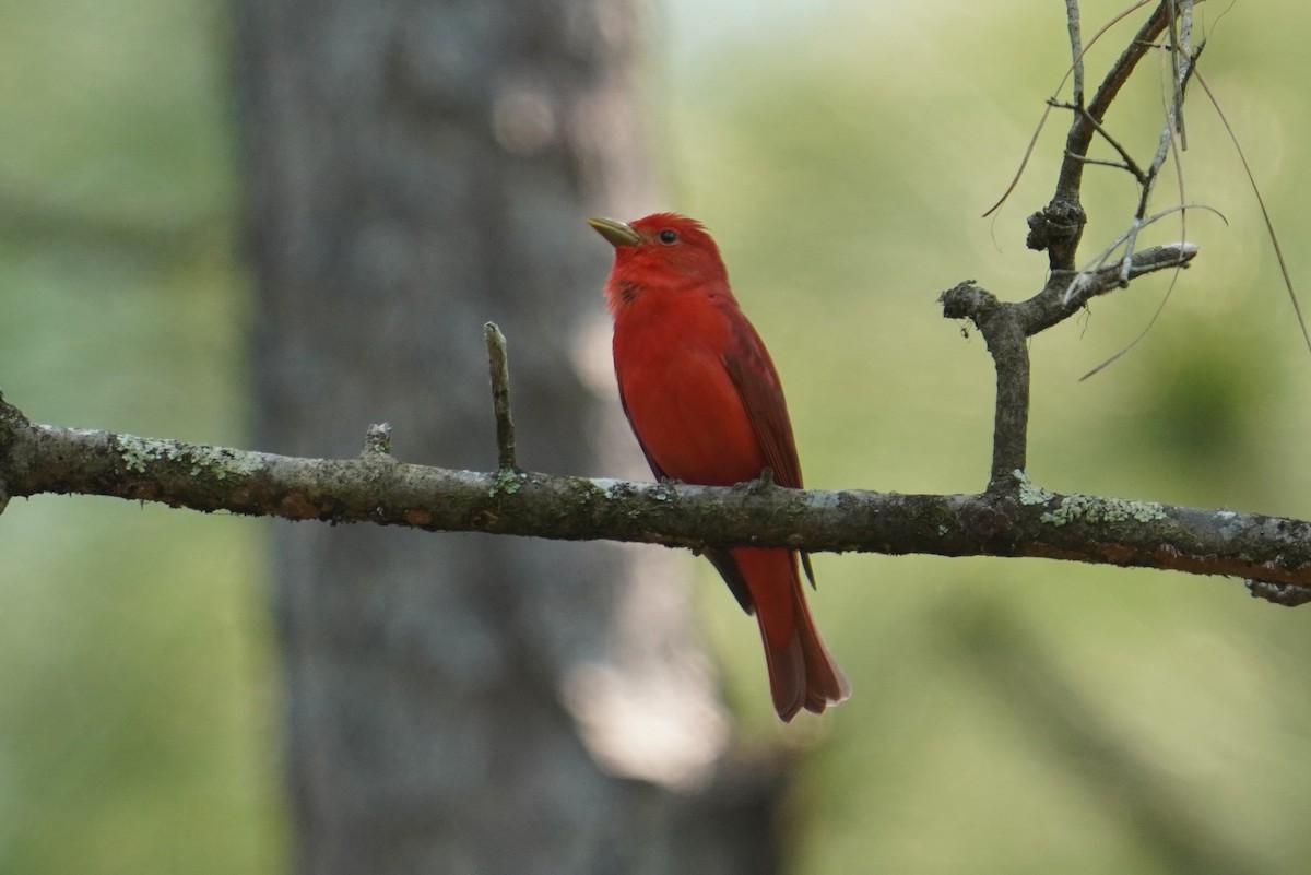 Summer Tanager - Sud Menon