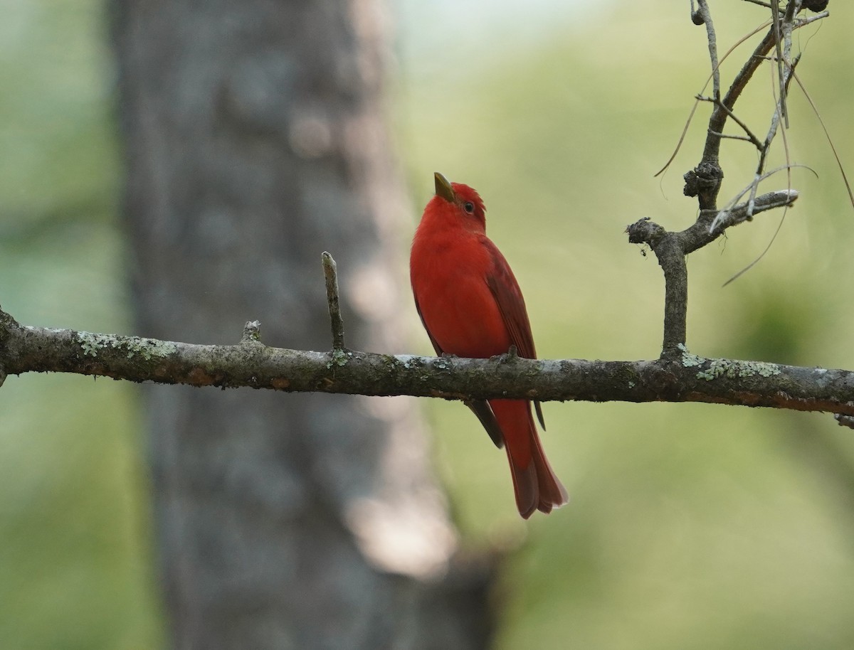 Summer Tanager - ML620731369