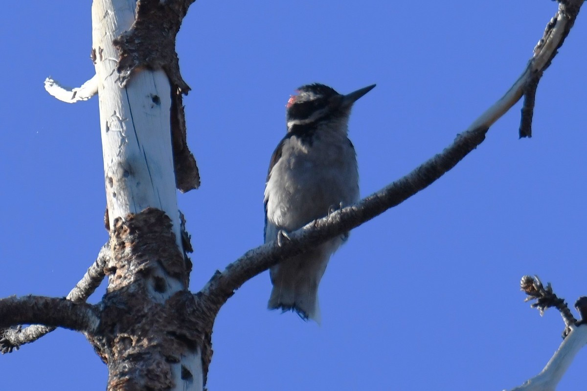 Hairy Woodpecker - ML620731371