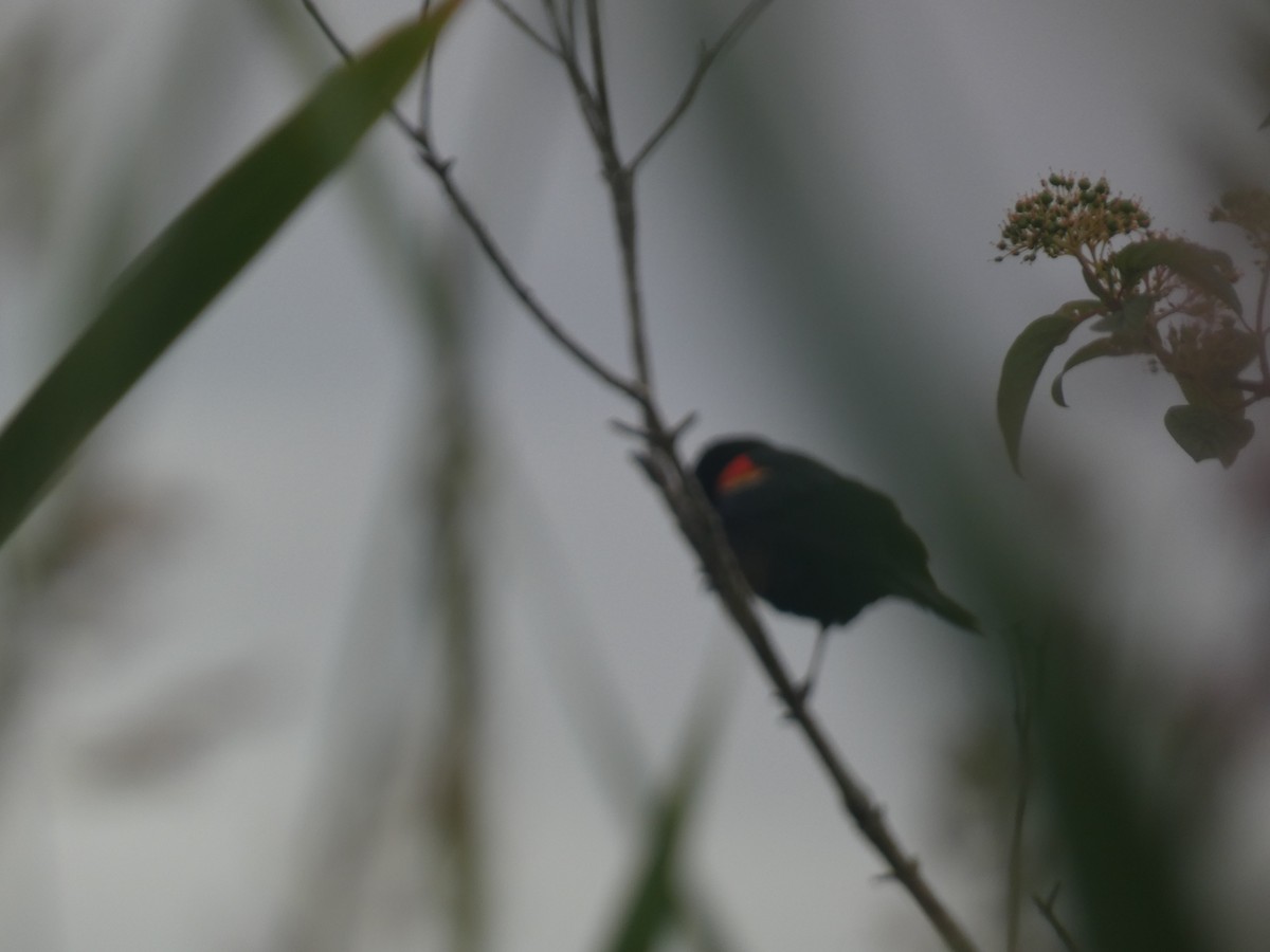 Red-winged Blackbird - ML620731372