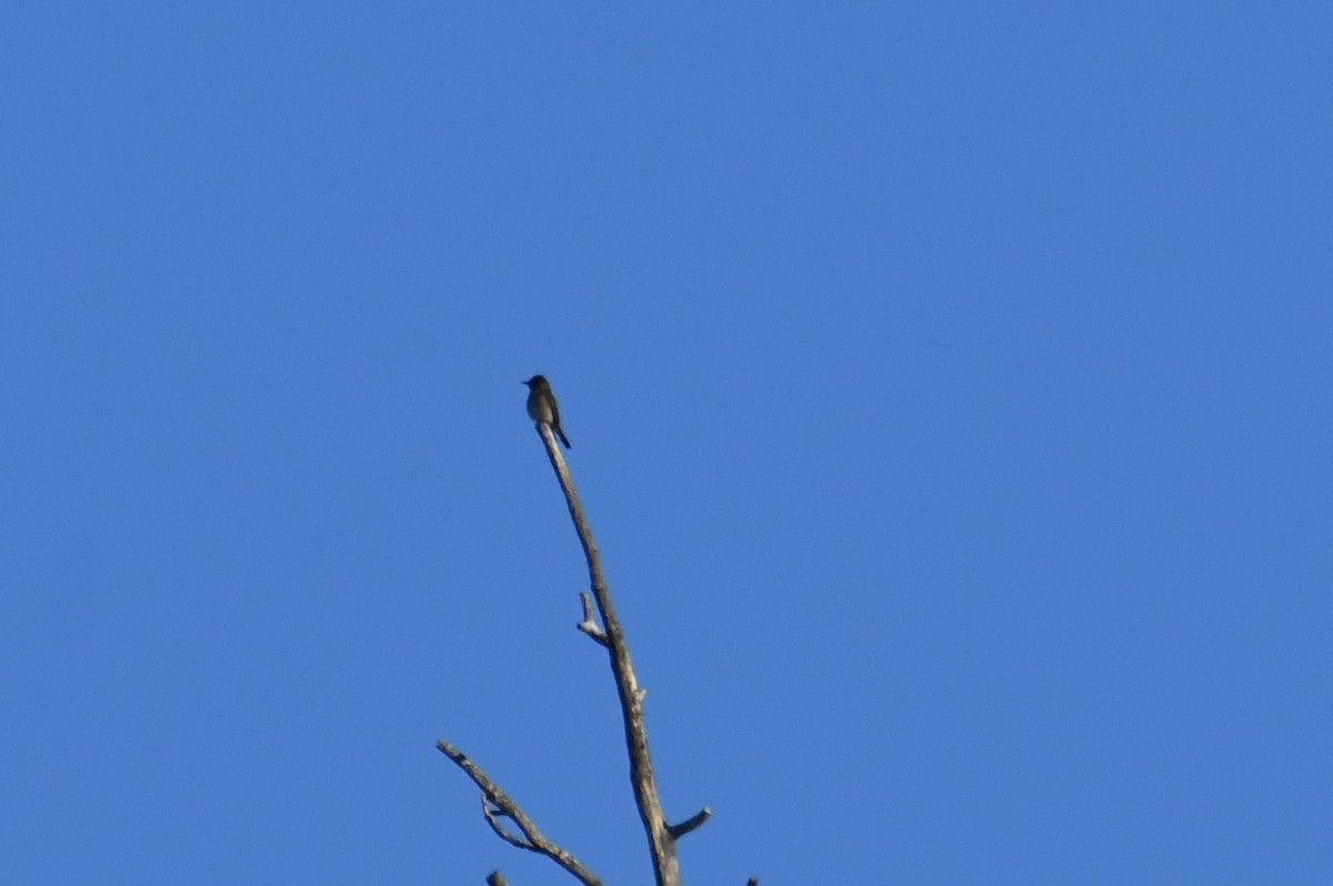 Olive-sided Flycatcher - ML620731373