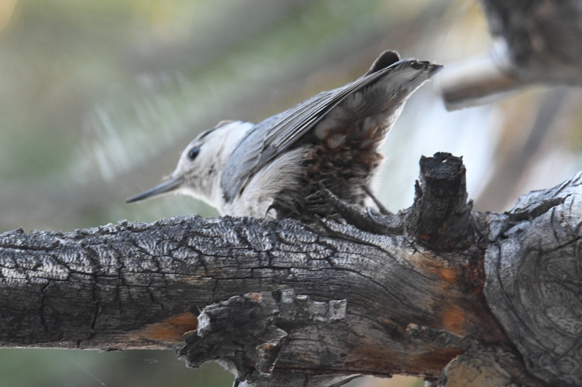 White-breasted Nuthatch - ML620731375