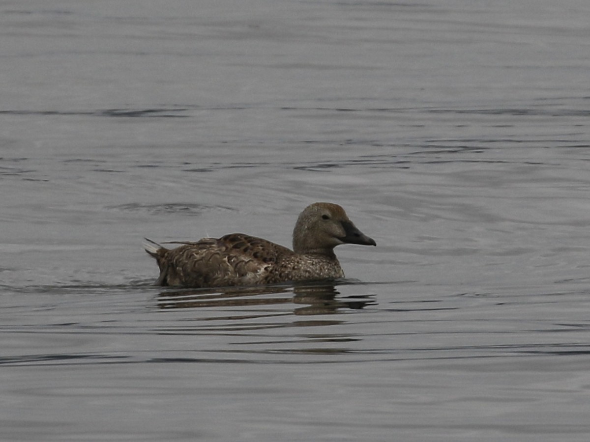 Eider à tête grise - ML620731377