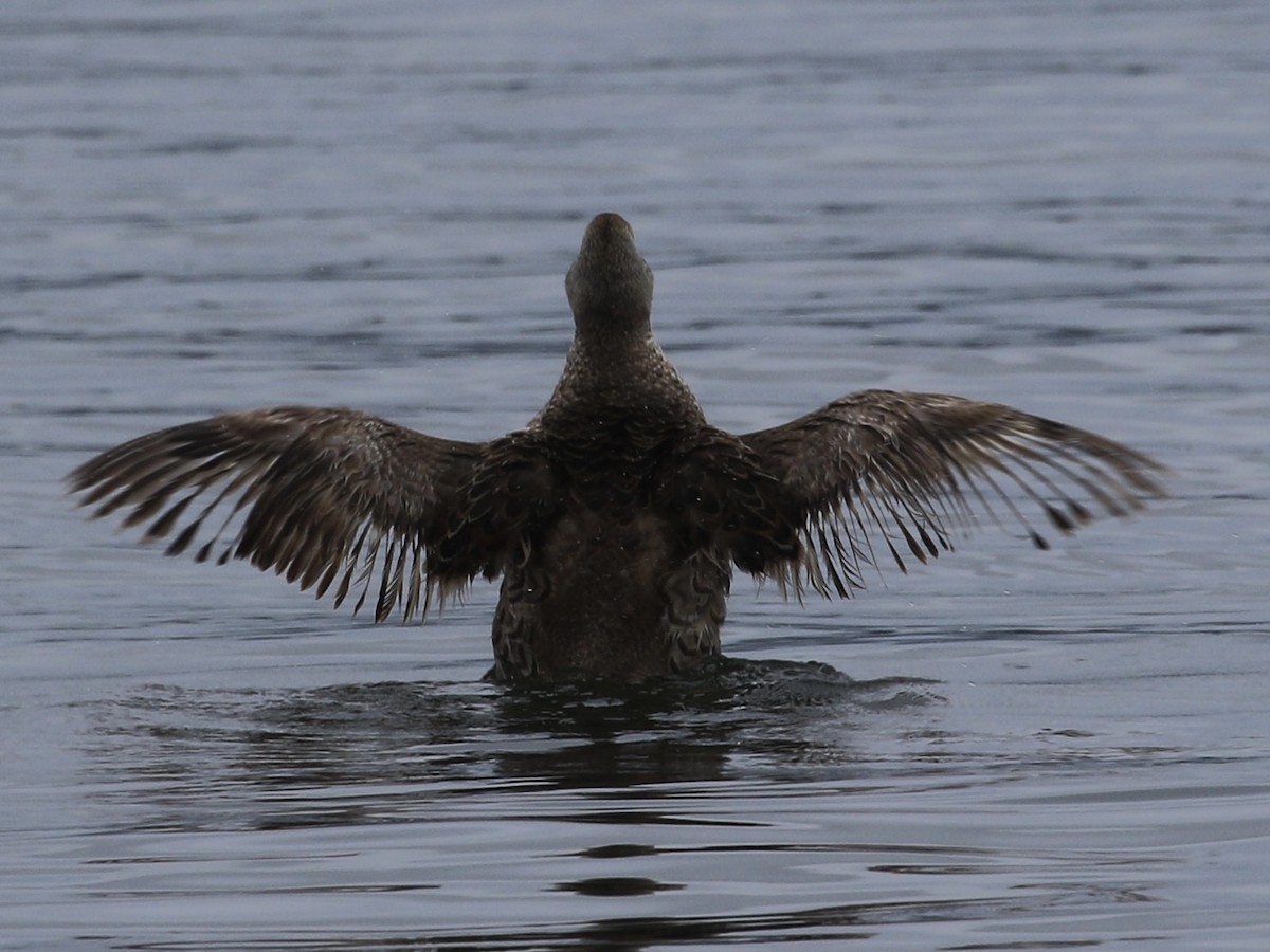 Eider à tête grise - ML620731379