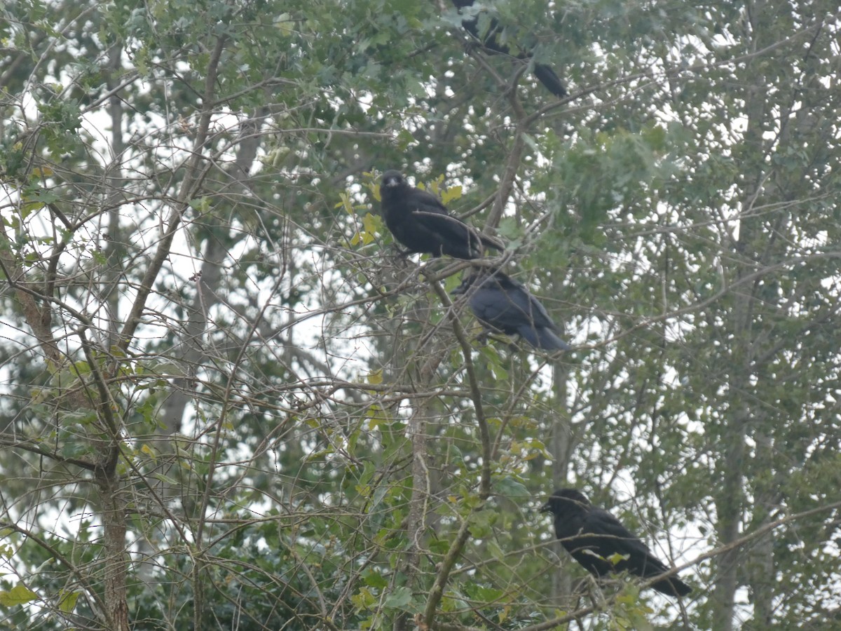 American Crow - Stephanie Delaney