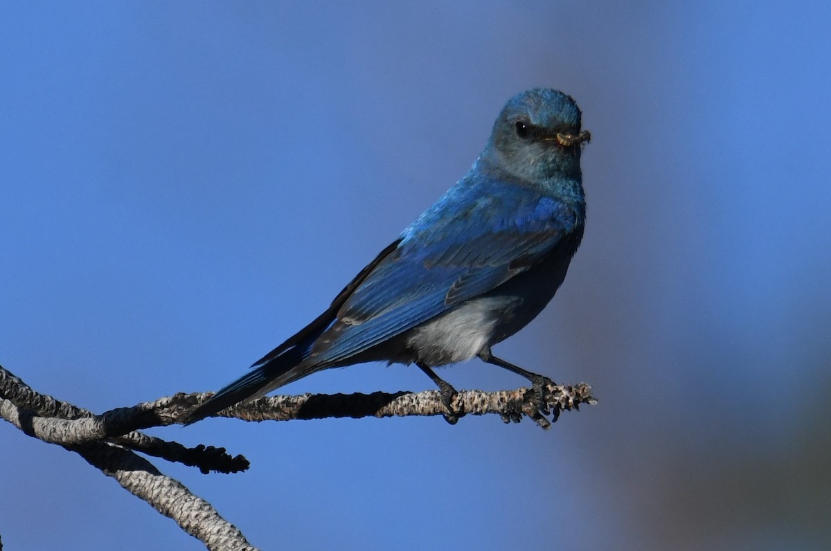 Mountain Bluebird - ML620731382