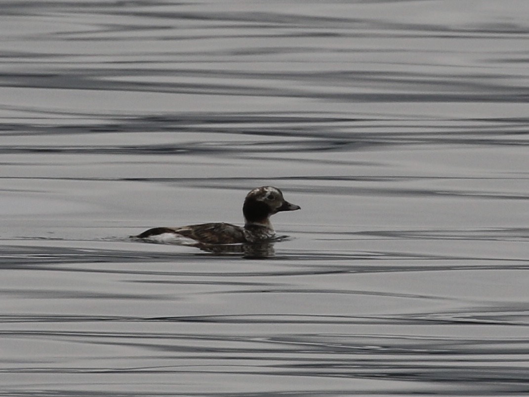 Long-tailed Duck - ML620731389