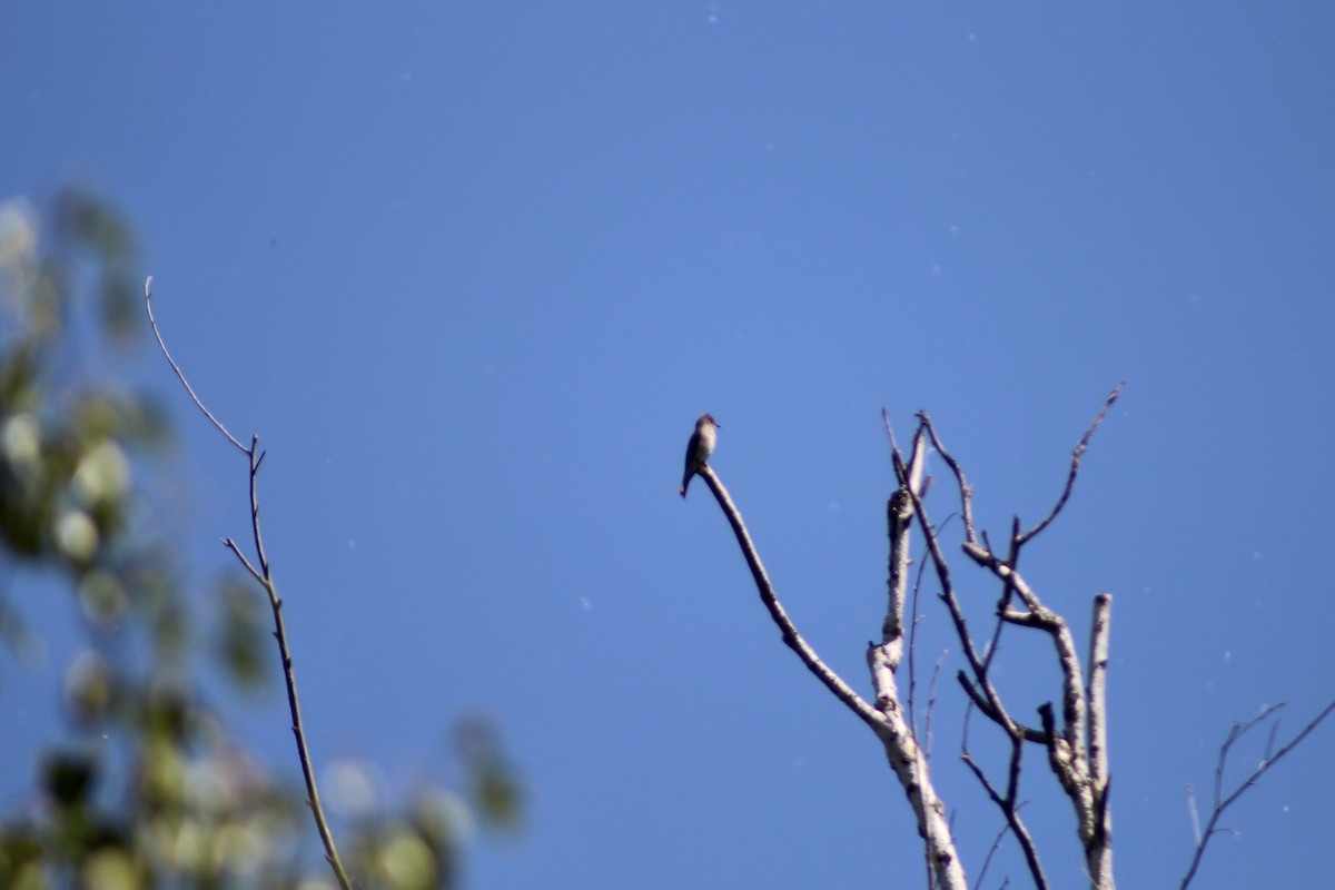 Western Wood-Pewee - ML620731390