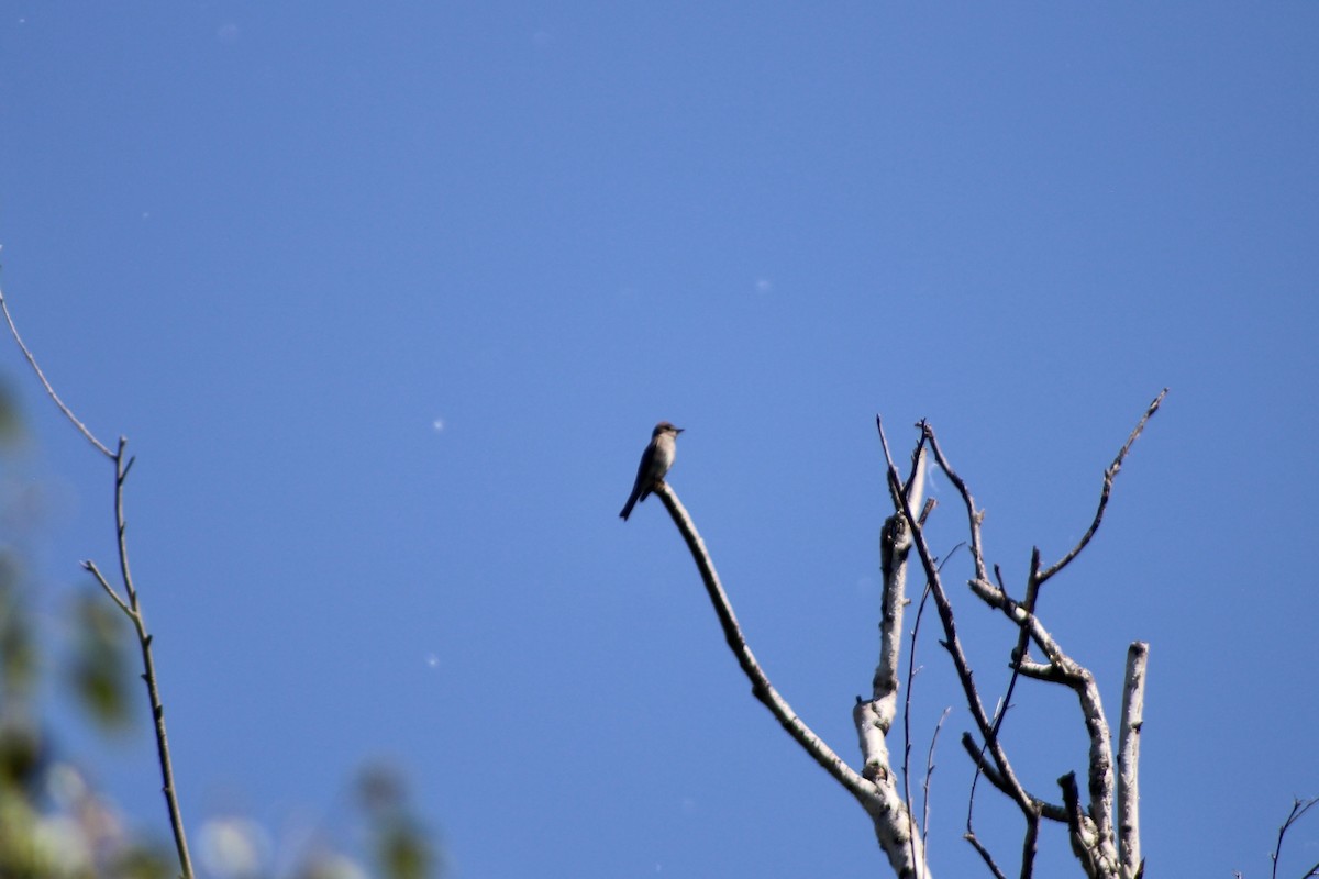 Western Wood-Pewee - ML620731391