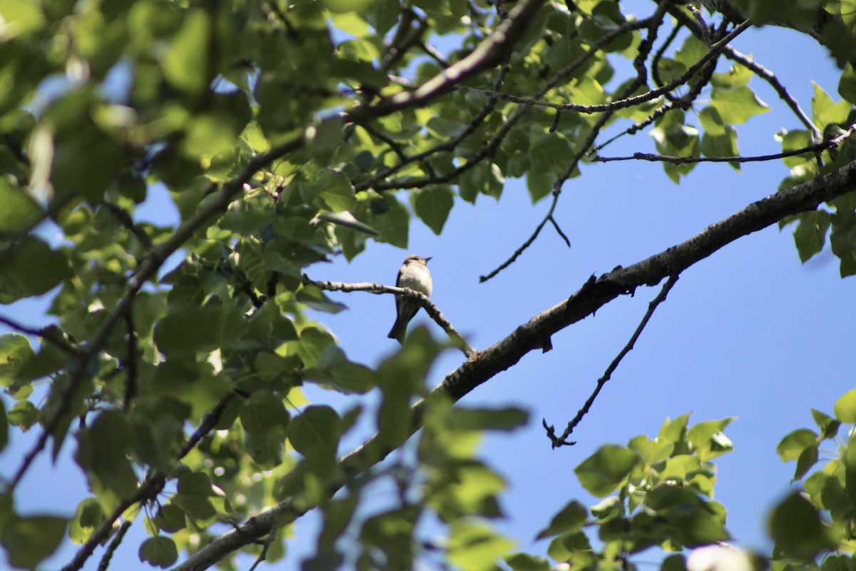 Western Wood-Pewee - ML620731394