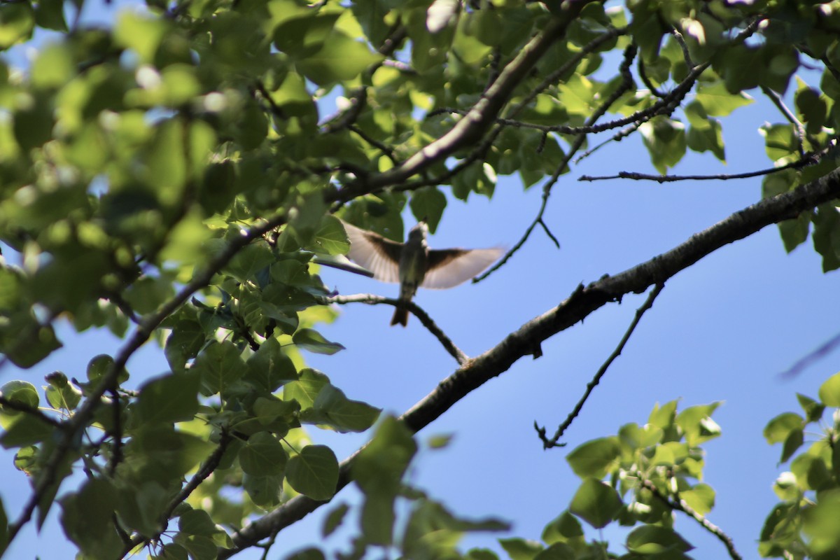 Western Wood-Pewee - Anne R.