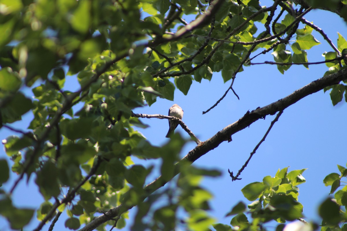 Western Wood-Pewee - ML620731397