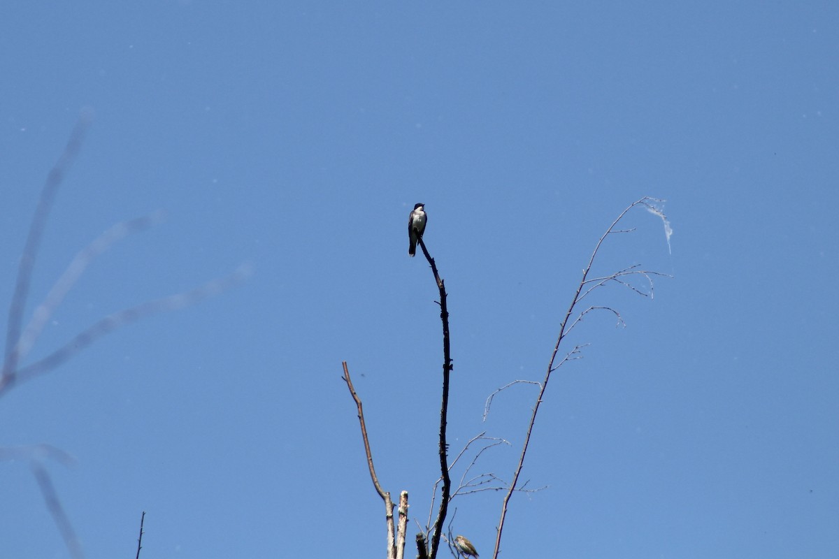 Eastern Kingbird - ML620731407