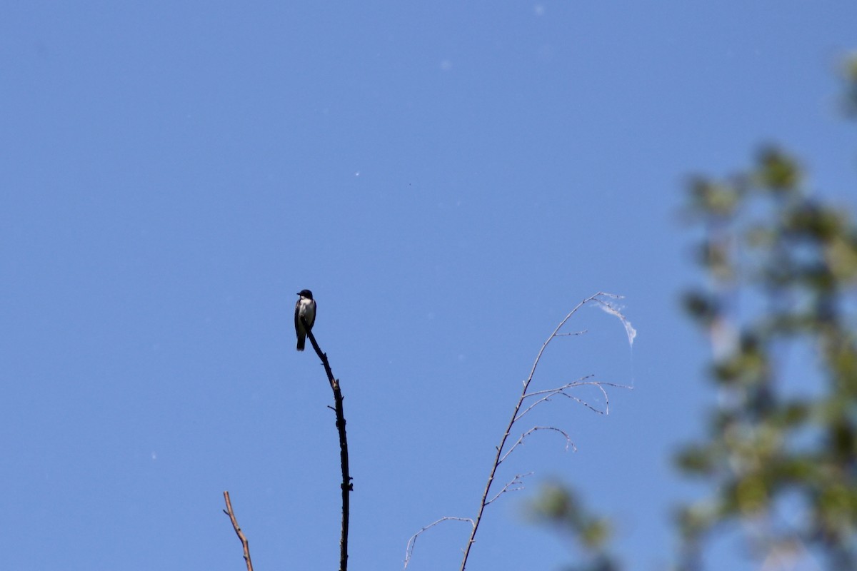 Eastern Kingbird - ML620731409